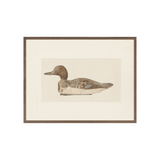 IN STORE - "Decoy Duck I" Framed Art Print ARTWORK - in store Celadon Art