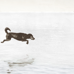 "Dog Days By The Lake" Framed Art Print ARTWORK - framed print Celadon Art