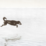 "Dog Days By The Lake" Framed Art Print ARTWORK - framed print Celadon Art