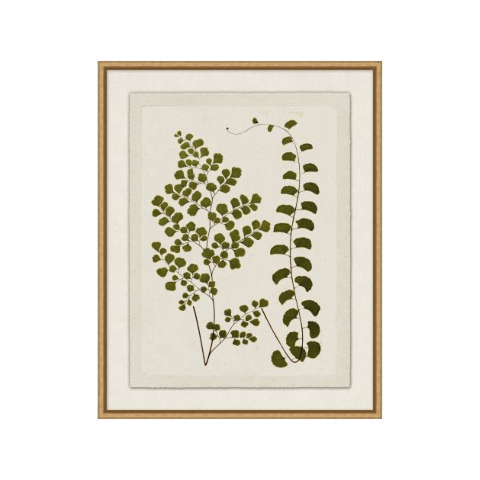 "Plant Pressings" Framed Art Print ARTWORK - framed print Wendover Art Group
