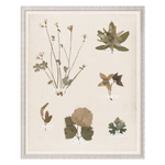 "Floral Pressings XIV" Framed Art Print ARTWORK - framed print Celadon Art