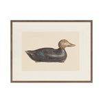 IN STORE - "Decoy Duck II" Framed Art Print ARTWORK - in store Celadon Art