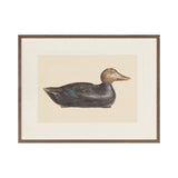 IN STORE - "Decoy Duck II" Framed Art Print ARTWORK - in store Celadon Art