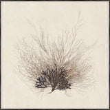 "Coral Sea Fan" Framed Art Print