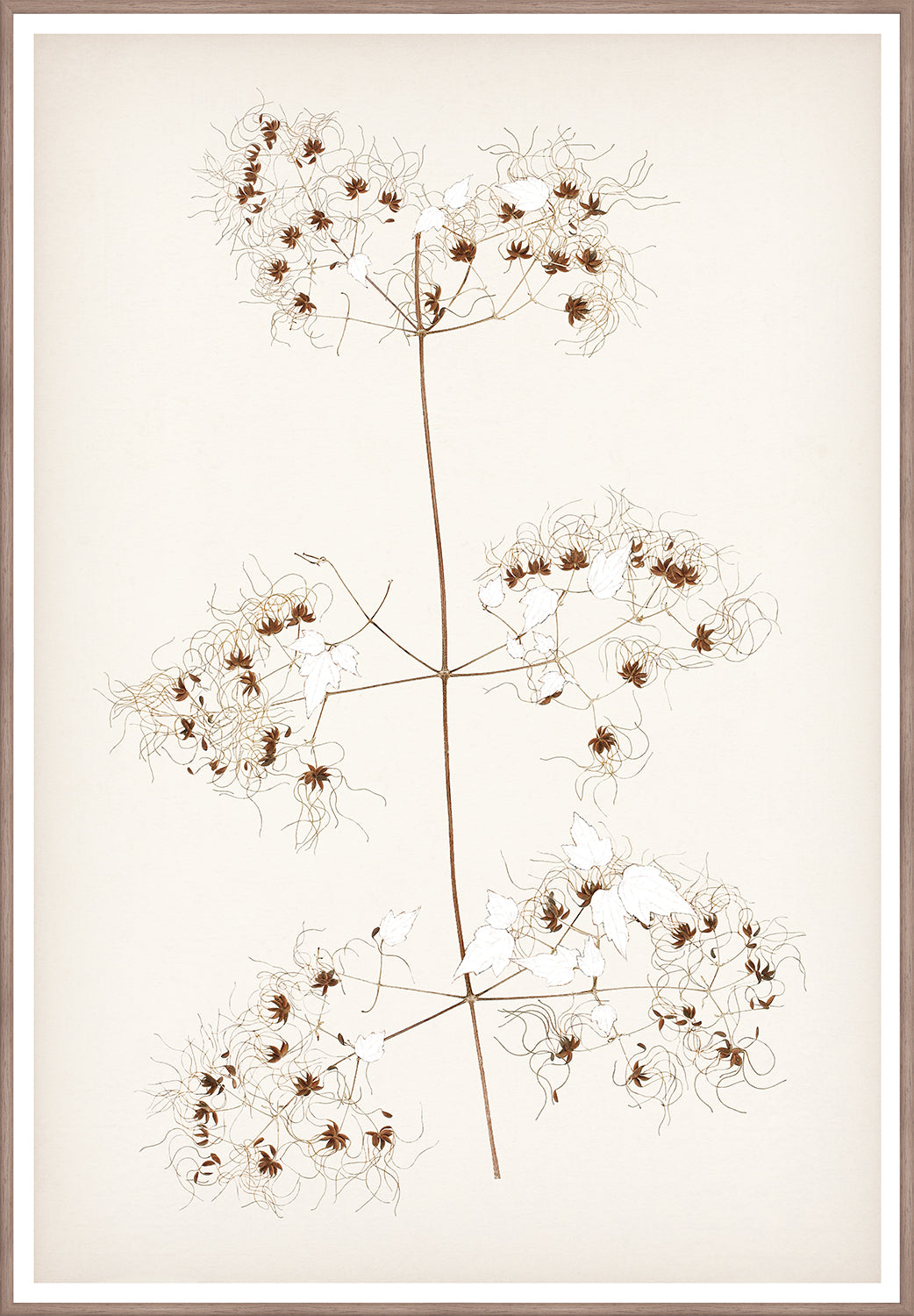 "Botanical Sketch I" Framed Art Print ARTWORK - framed print Celadon Art Large