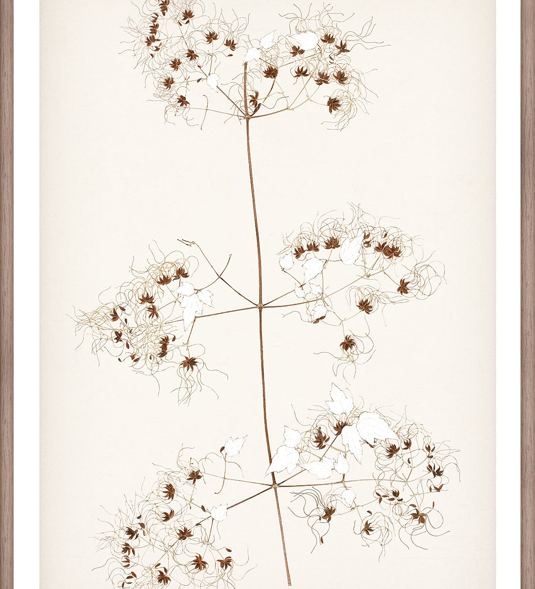 "Botanical Sketch I" Framed Art Print ARTWORK - framed print Celadon Art Small