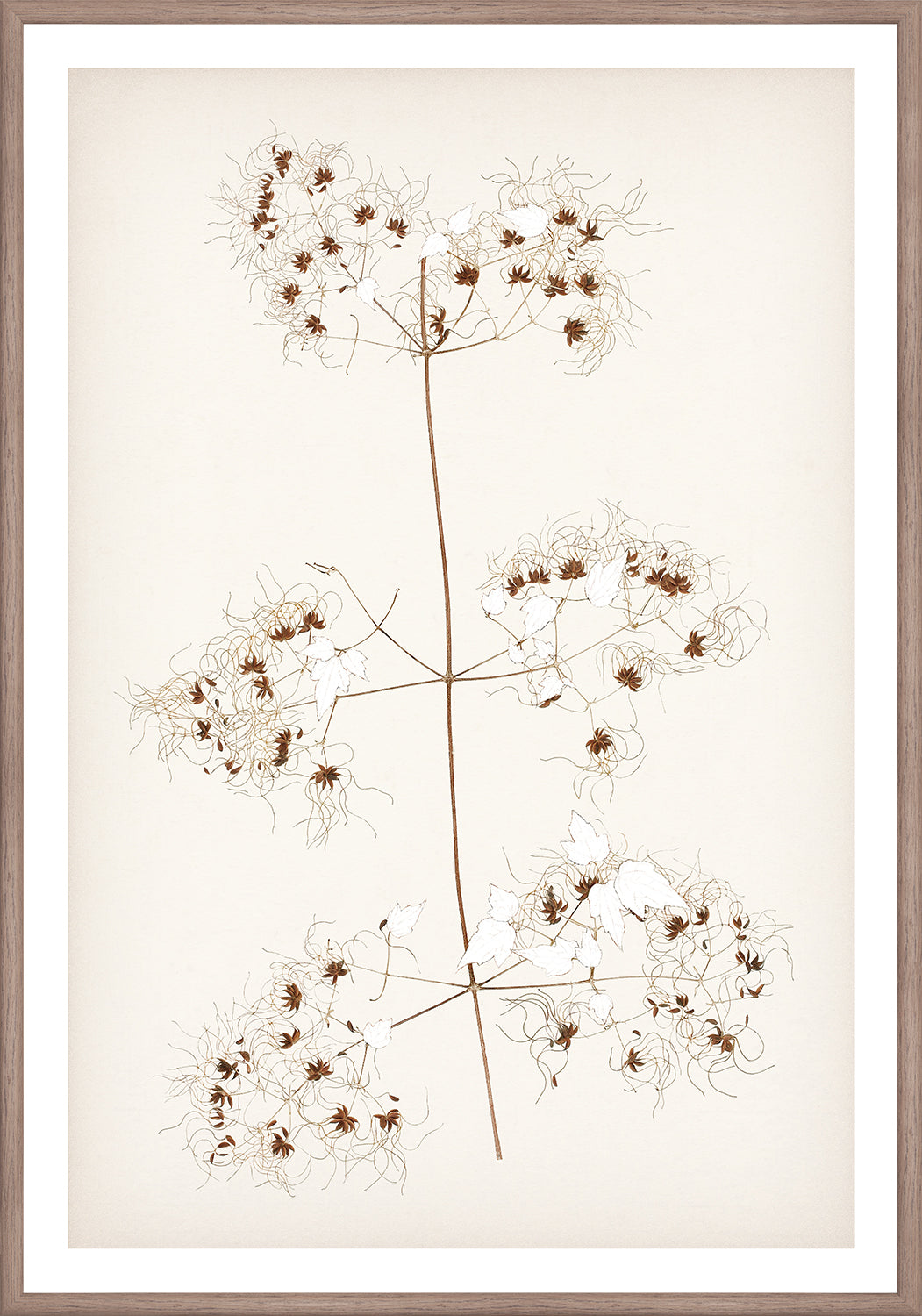 "Botanical Sketch I" Framed Art Print ARTWORK - framed print Celadon Art Small