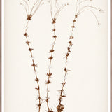 "Botanical Sketch II" Framed Art Print ARTWORK - framed print Celadon Art Large