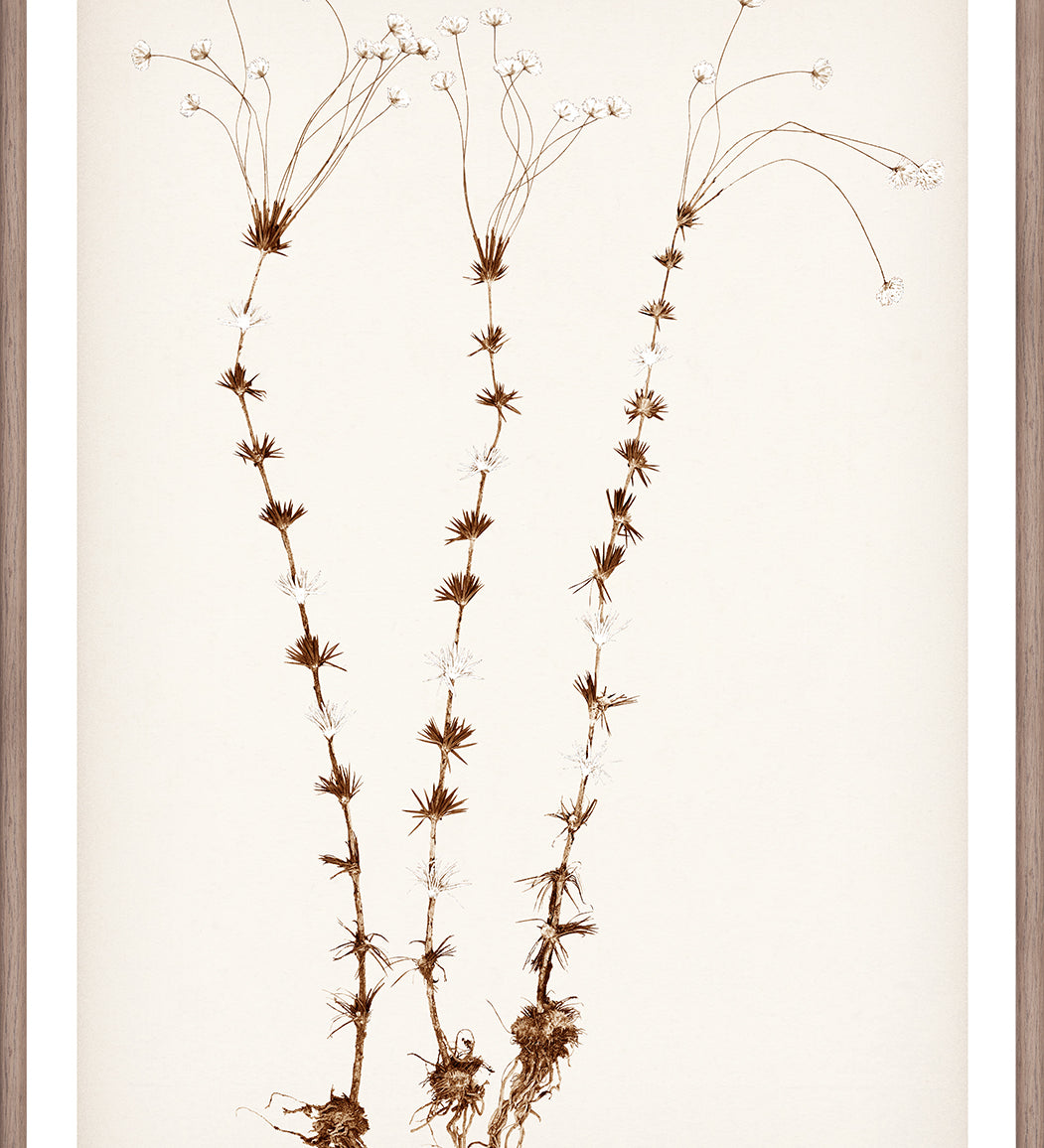 "Botanical Sketch II" Framed Art Print ARTWORK - framed print Celadon Art Small