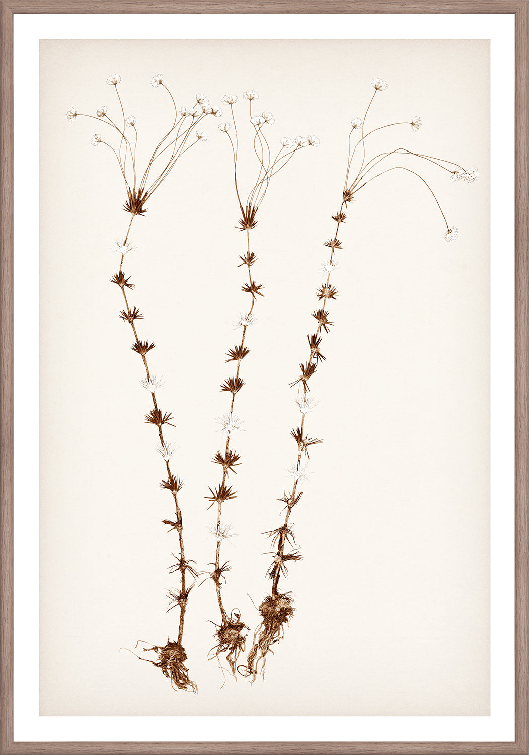 "Botanical Sketch II" Framed Art Print ARTWORK - framed print Celadon Art Small