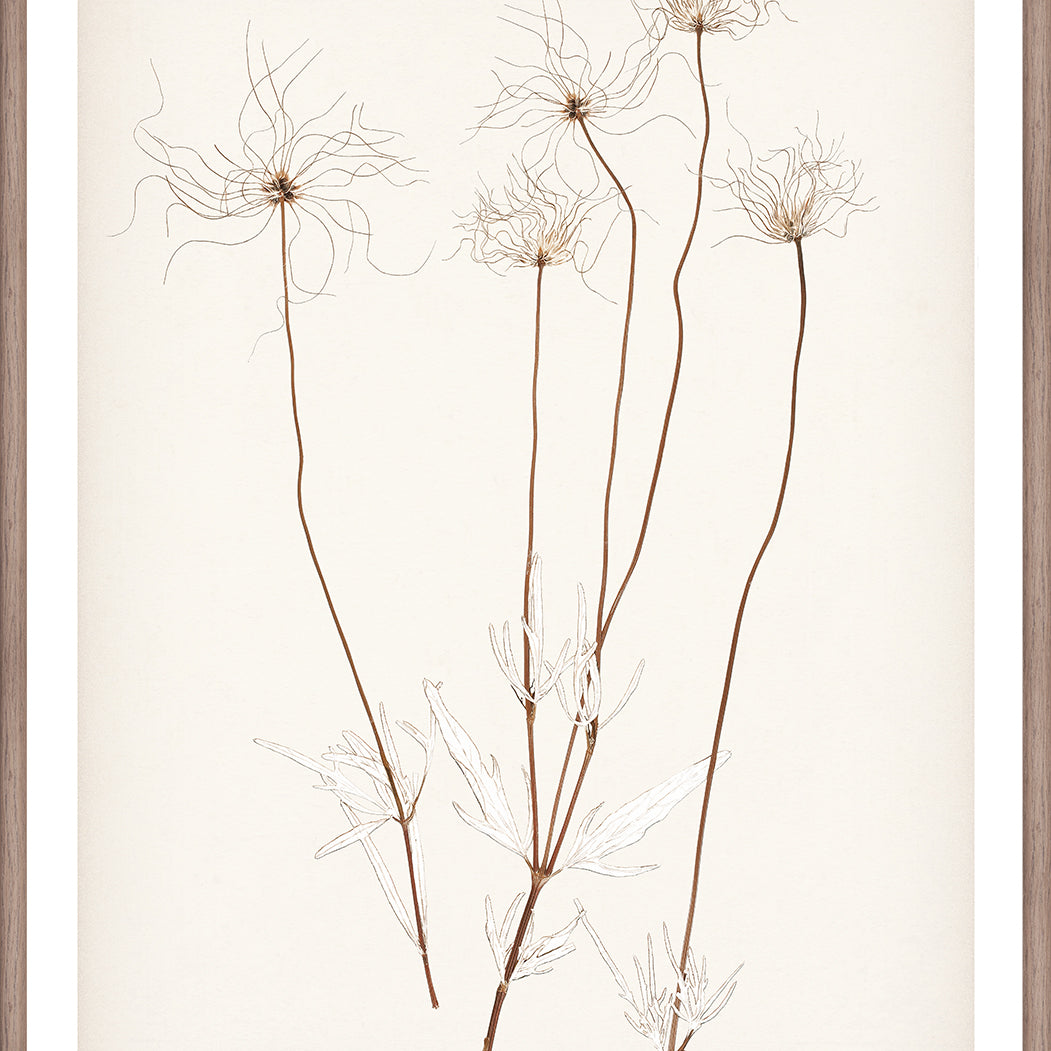 "Botanical Sketch III" Framed Art Print ARTWORK - framed print Celadon Art Small