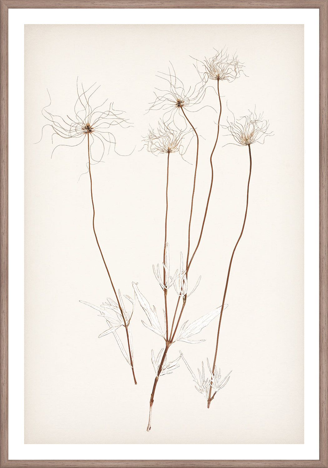 "Botanical Sketch III" Framed Art Print ARTWORK - framed print Celadon Art Small