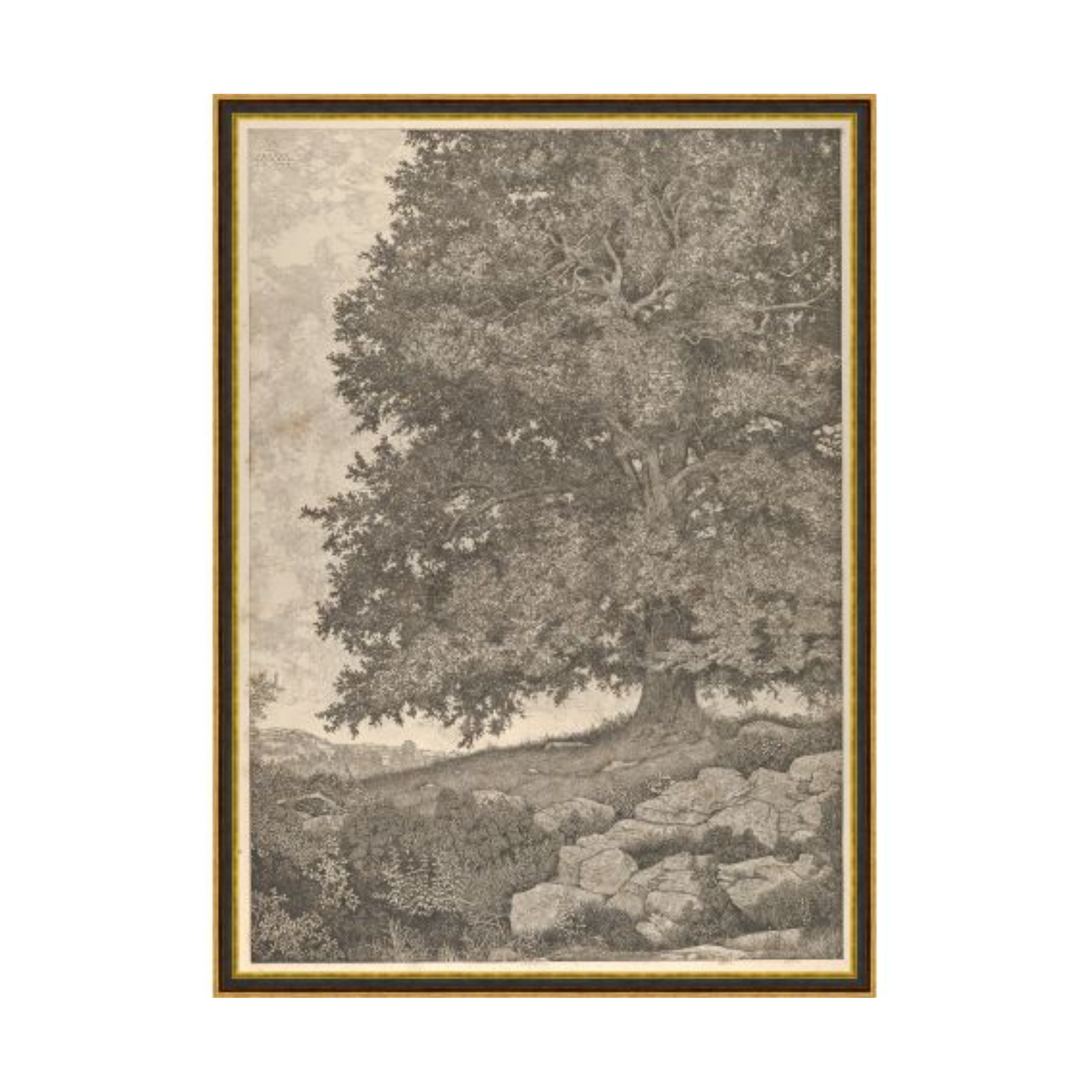 "Wise Old Tree" Framed Art Print