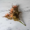 Faux Leucospermum Bush - Rug & Weave