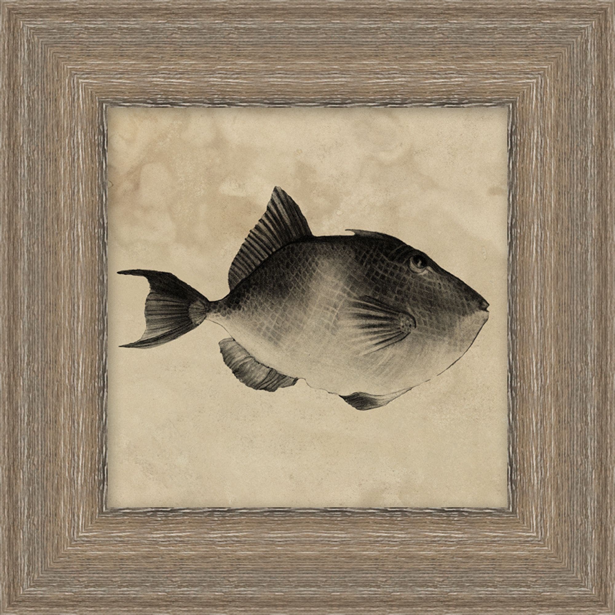 "The Old Trigger Fish" Framed Art Print – view 2