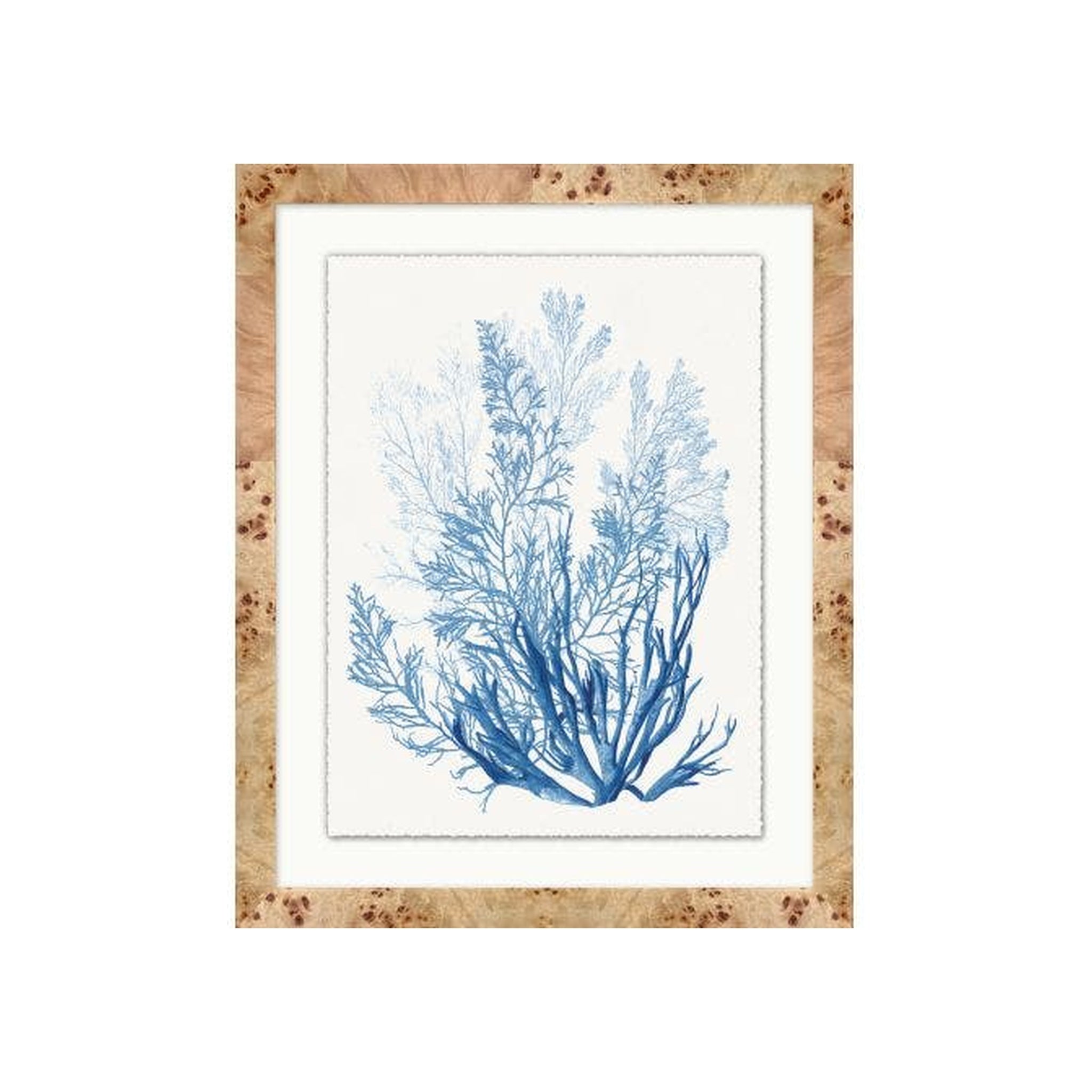Forms of Coral 2 ARTWORK - framed art Wendover Art Group