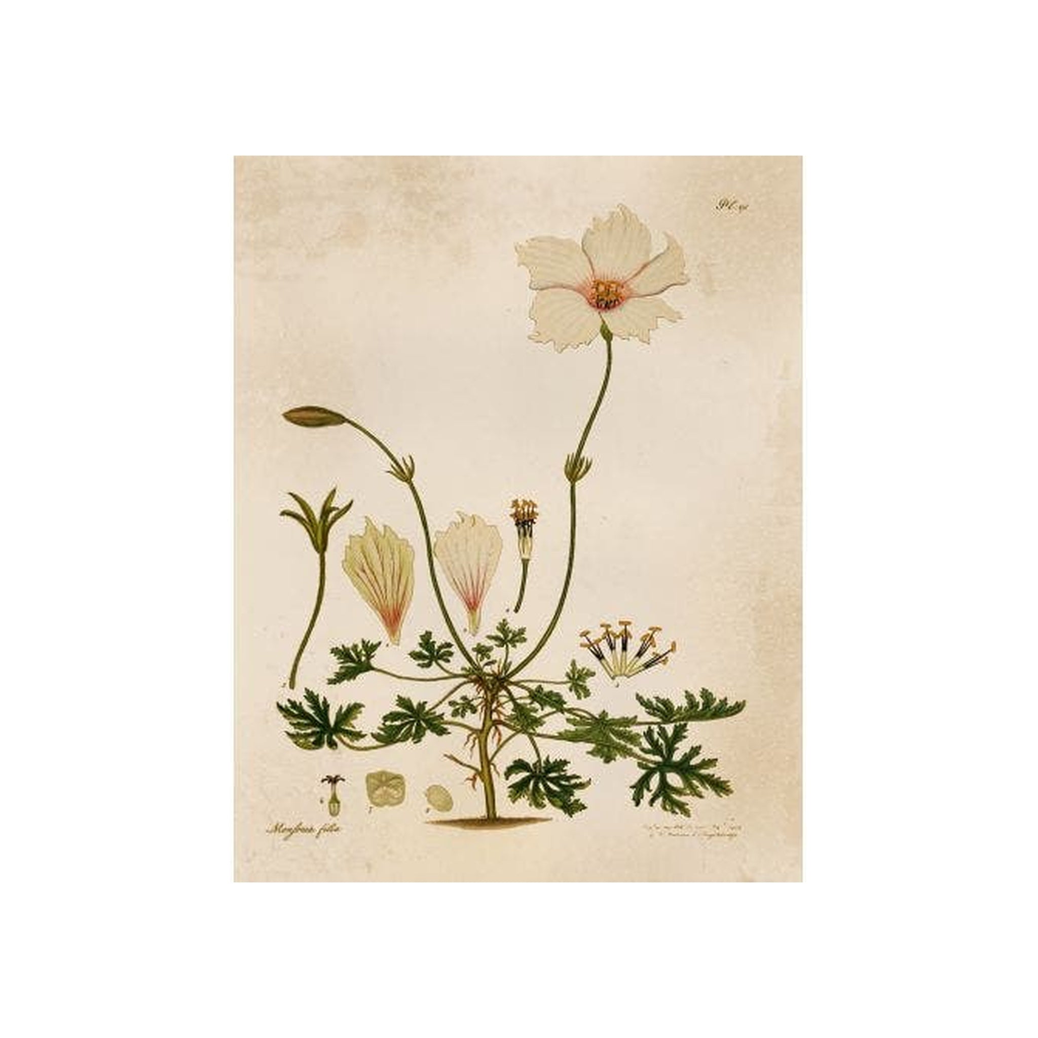 Amber Garden 9 ARTWORK - framed art Wendover Art Group