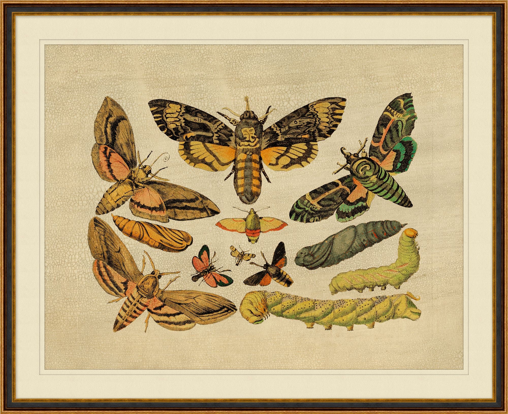 "Caterpillars to Moths" Framed Art Print – view 2