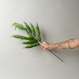 Faux Cedar Branch