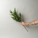 White Plum Berry Cypress Stem