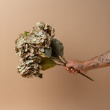 Faux Vintage Green Hydrangea Stem