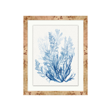 "Forms of Coral" Framed Art Print ARTWORK - framed art Wendover Art Group