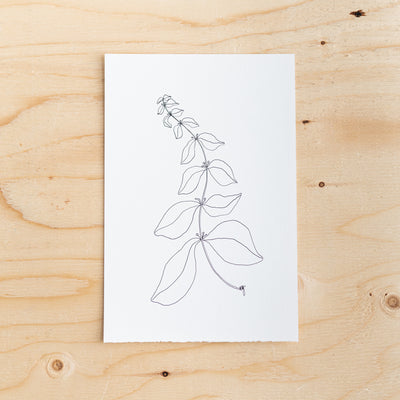Botanical Line Drawing by Melissa Mary Jenkins - Rug & Weave
