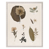 "Floral Pressings XI" Framed Art Print - Rug & Weave