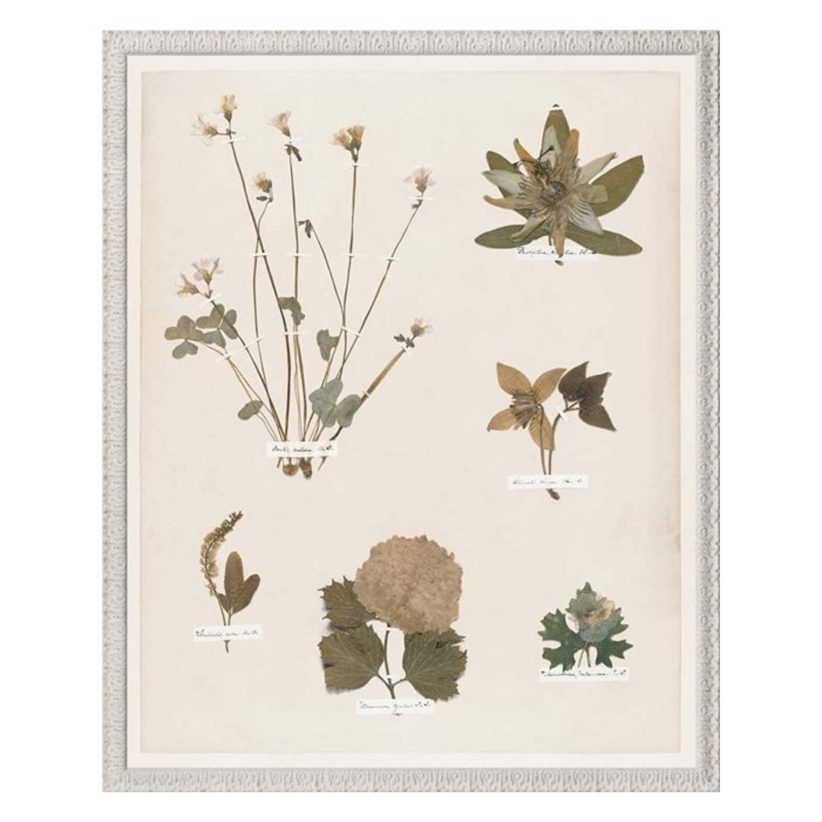 "Floral Pressings XIV" Framed Art Print